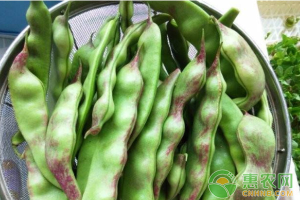 æ²¹è±†é«˜äº§ç§æ¤æŠ€æœ¯åŠç—…è™«å®³é˜²æ²»