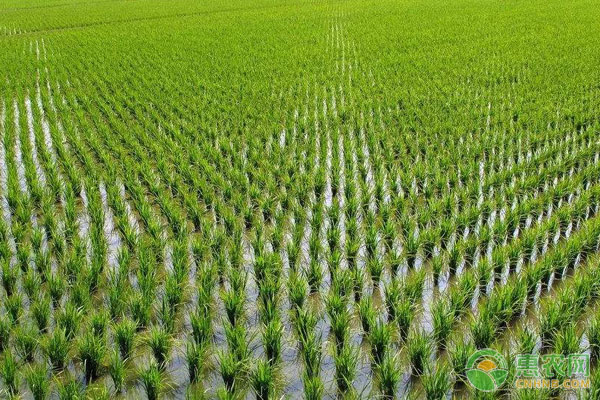 æ°´ç¨»é¦™é™„å­é˜²é™¤æ–¹æ³•