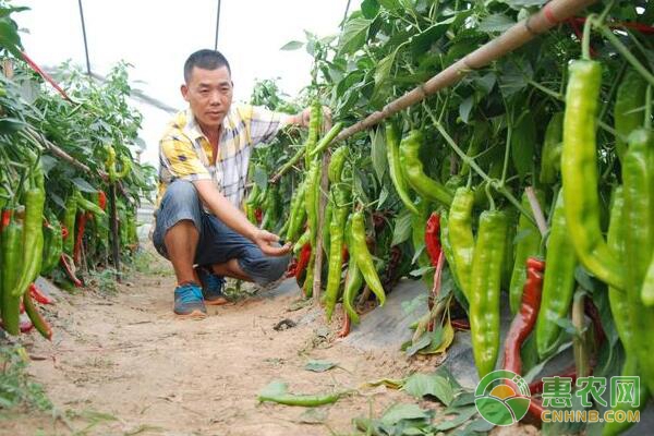 å¤§æ£šè”¬èœç§æ¤