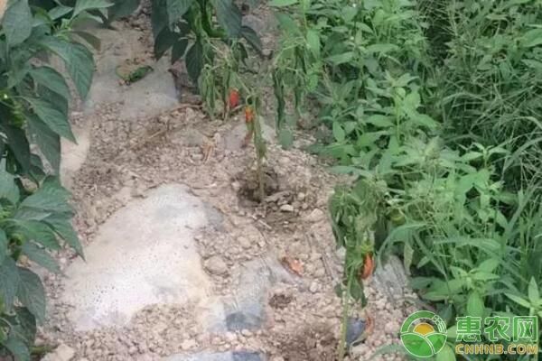 è”¬èœé’æž¯ç—…é˜²æ²»