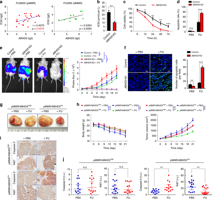 Department of Oncology, Southwest Hospital, Army Military Medical University, Nature Journal, New Mechanism of Chemotherapy Resistance in Colorectal Cancer