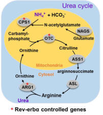 Hepatology of Jin Baojian Research Group of Jinan University discovered the key role of circadian clock gene in amino acid metabolism