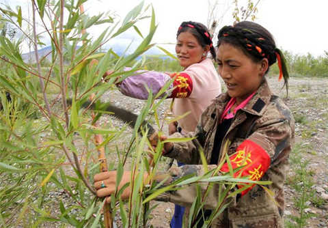 Tibetan women's forest guards, White Maram (former) and sister Gesang, are trimming saplings. Fire