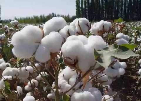 How did cotton conquer China?