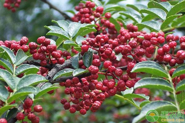 èŠ±æ¤’çš„ç§æ¤æŠ€æœ¯è¦ç‚¹