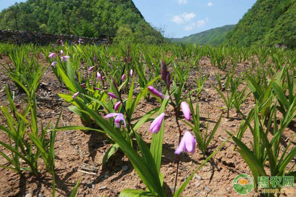 æ¤ç‰©ç—…å®³åŸºç¡€çŸ¥è¯†æ±‡æ€»