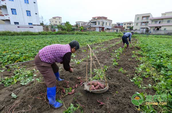 è°·é›¨èŠ‚æ°”ï¼Œè®¾æ–½ä¿æŠ¤åœ°è”¬èœè¦æ€Žä¹ˆç®¡ç†ï¼Ÿ