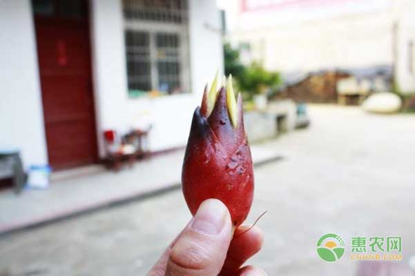 æ´‹èƒ¡å§œæ€Žä¹ˆç§ï¼Ÿæ´‹èƒ¡å§œé«˜äº§é«˜æ•ˆç§æ¤æŠ€æœ¯