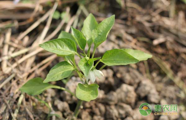 å½±å“è¾£æ¤’å¹¼è‹—å®šæ¤åŽŸå› æœ‰å“ªäº›ï¼Ÿéœ²åœ°è¾£æ¤’å¹¼è‹—å®šæ¤æœŸç®¡ç†è¦ç‚¹