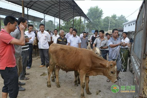 çŠŠç‰›åœ°æ–¹æ€§è‚ºç‚Žæ€Žæ ·é˜²æ²»ï¼Ÿ