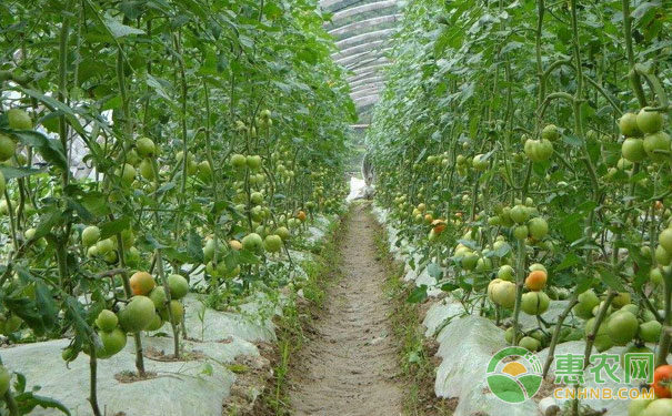 Tomato common fruit problem solution