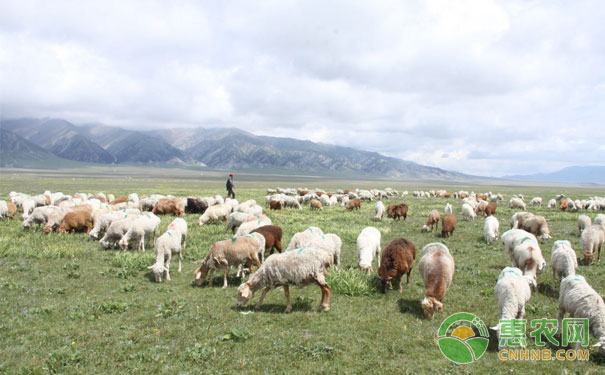 Autumn "two strengthening two timely" to manage the flock