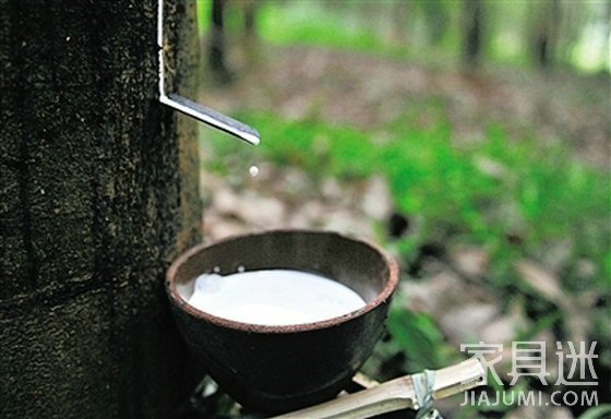 Rubber wood tapping
