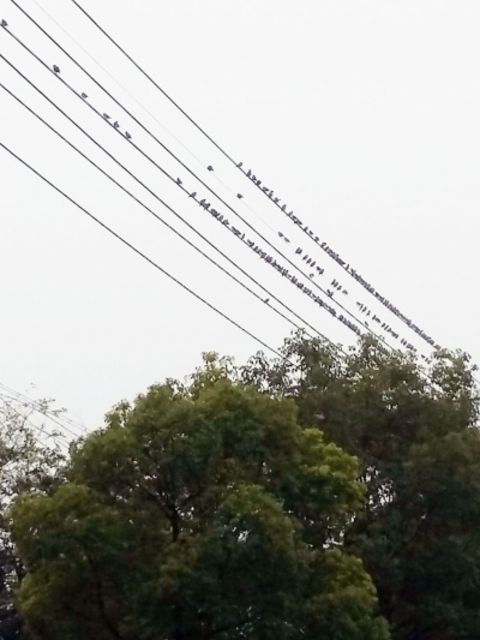 Bird party