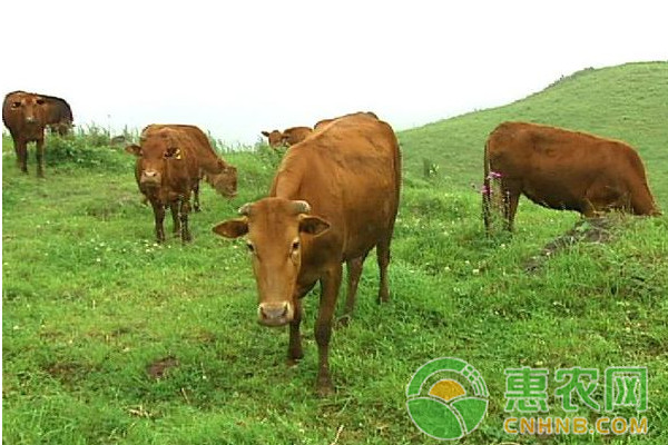 ç‰›èƒ€æ°”æ²»ç–—æ–¹æ³•