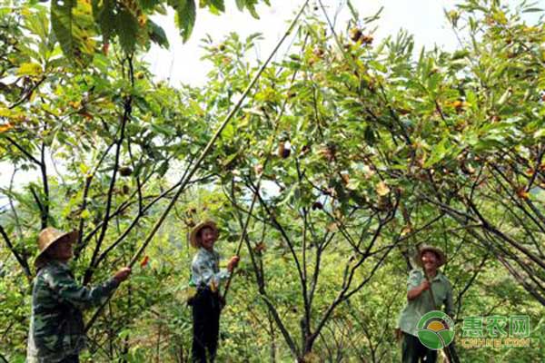 æ¿æ —ç§æ¤æœ‰å“ªäº›ç—…è™«å®³ï¼Ÿæ¿æ —ä¸»è¦ç—…è™«å®³åŠå…¶é˜²æ²»æŠ€æœ¯