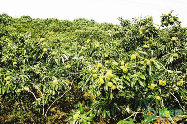 ç‡•å±±æ¿æ —è…¹æŽ¥å¸¸ç”¨æ–¹æ³•ä»‹ç»
