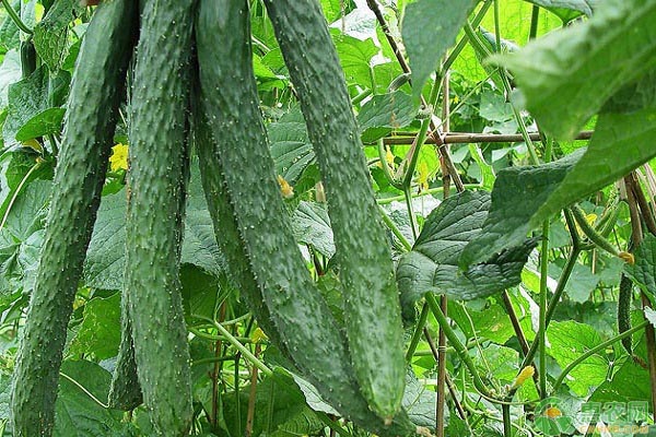 èŠ¹èœâ€”ç”Ÿèœâ€”é»„ç“œâ€”è±‡è±†ä¸€å¹´å››èŒ¬é«˜æ•ˆç§æ¤æ¨¡å¼ä»‹ç»