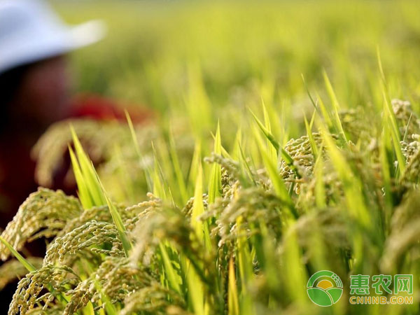 Rice locust control method