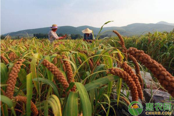 èµ¤å³°å¸‚æ—±åœ°è°·å­å…¨ç¨‹æœºæ¢°åŒ–é«˜äº§æ ½åŸ¹æŠ€æœ¯è§„ç¨‹