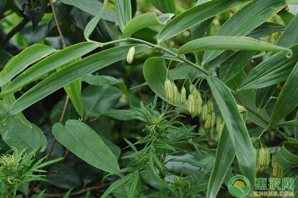 é»„ç²¾æ ½åŸ¹æ€Žä¹ˆé™¤è‰ï¼Ÿä¸­è¯é»„ç²¾æ ½åŸ¹çš„é™¤è‰æŠ€æœ¯