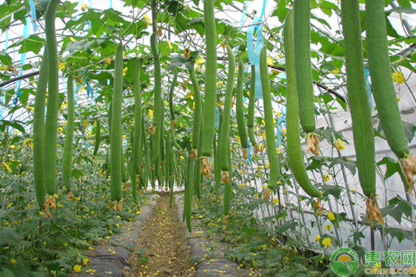 ä¸ç“œç§æ¤æ¡ä»¶åŠä¸°äº§æ ½åŸ¹è¦ç‚¹