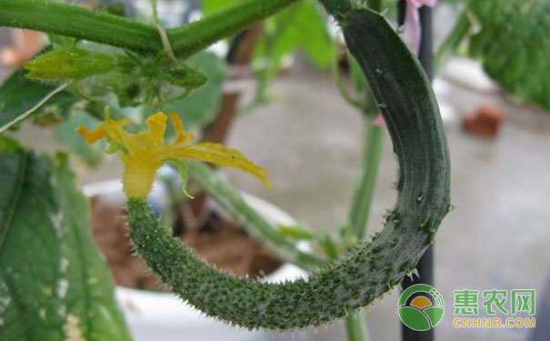 Cucumber bending melon prevention and treatment method,