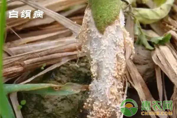 ç•ªèŒ„å¸¸è§ç—…å®³çš„è¯†åˆ«ä¸ŽåŒºåˆ«ï¼ˆé™„é˜²æ²»æŽªæ–½ï¼‰