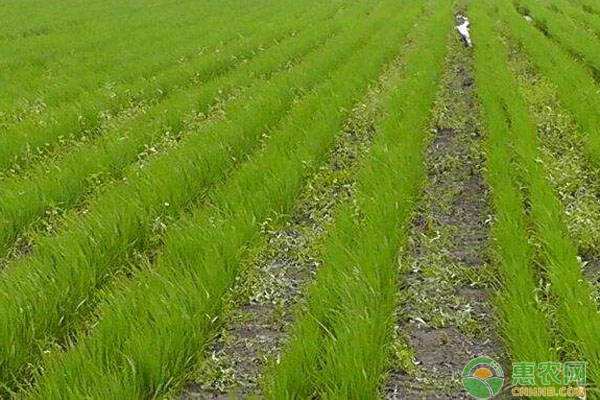 æ°´ç¨»ç›´æ’­ç”°é™¤è‰æ–¹æ³•