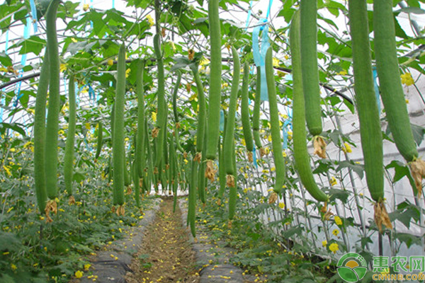 ä¸ç“œè¿™æ ·å®šæ¤åŠæ­å»ºç“œæ£šåƒä¸å®Œ