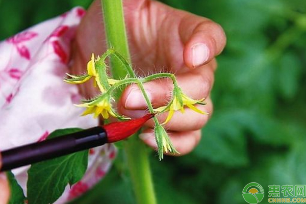 è”¬èœæ€Žä¹ˆç‚¹èŠ±è˜¸èŠ±ï¼Ÿå¤§æ£šè”¬èœç§æ¤ç‚¹èŠ±è˜¸èŠ±æŠ€å·§