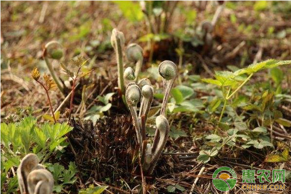 é‡Žç”Ÿè–‡èœäººå·¥é«˜æ•ˆç§æ¤æŠ€æœ¯