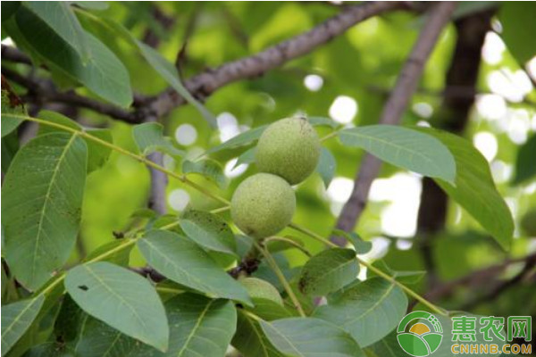 æ ¸æ¡ƒç»†èŒæ€§é»‘æ–‘ç—…çš„å±å®³ç—‡çŠ¶åŠå…¶é˜²æ²»æ–¹æ³•