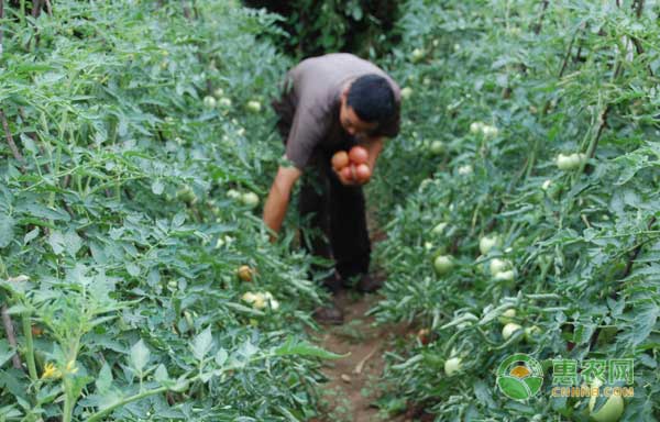 è¥¿çº¢æŸ¿èƒ½åœ¨æ—±åœ°ä¸Šç§æ¤å—ï¼Ÿæ—±åœ°è¥¿çº¢æŸ¿ä¸°äº§æ ½åŸ¹æŠ€æœ¯