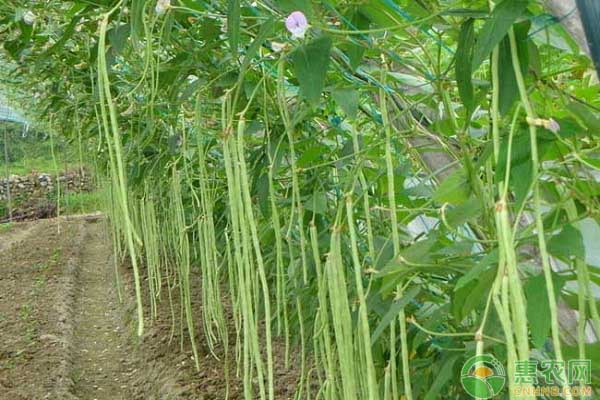 è±†è§’æ€Žä¹ˆç§ï¼Ÿè±†è§’çš„ç§æ¤ç®¡ç†æŠ€æœ¯åŠé•¿æœŸå‚¨å­˜æ–¹æ³•