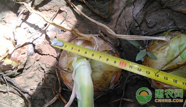 Onion root rot prevention method
