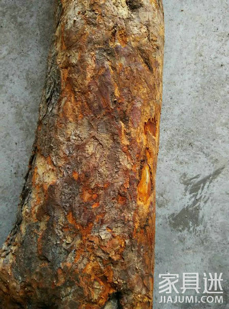 Iron birch
