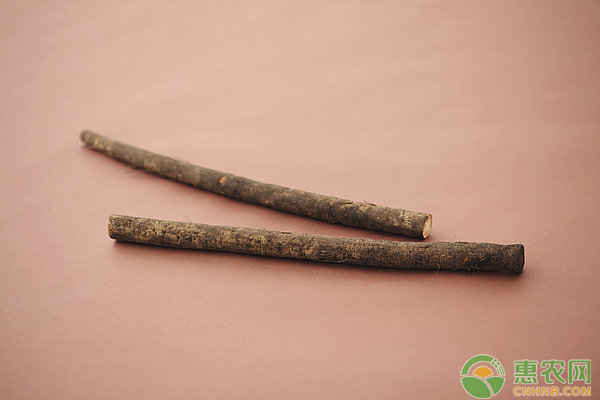 ç‰›è’¡ä»€ä¹ˆæ—¶å€™ç§ï¼Ÿç‰›è’¡çš„ç§æ¤ä¸Žç®¡ç†æ–¹æ³•