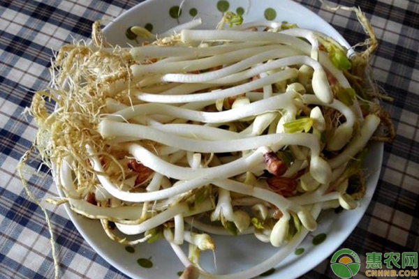 èŠ±ç”ŸèŠ½çš„ç§æ¤æ–¹æ³•æ­¥éª¤