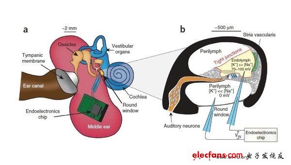 In the experiment, the researchers implanted electrodes on both sides of the guinea pig inner ear biocell membrane, and connected a low-power chip to the electrodes.