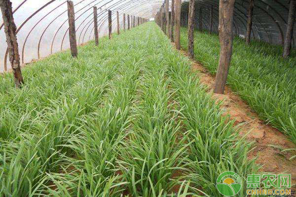 éŸ­èœç§‹å­£æ€Žä¹ˆæ ½åŸ¹ï¼ŸéŸ­èœç§æ¤çš„æ—¶é—´å’Œæ–¹æ³•