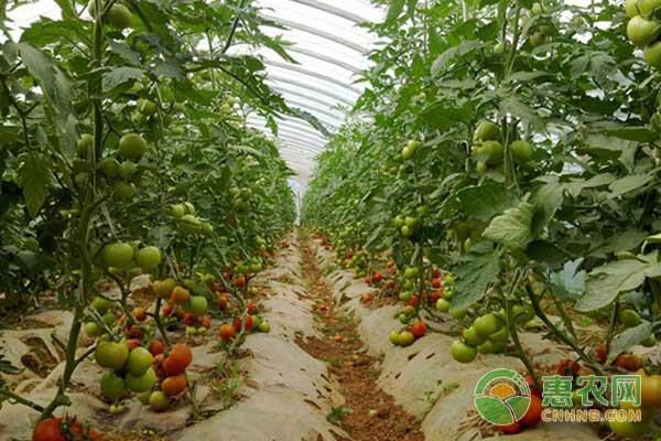 è”¬èœå¦‚ä½•åœ¨ä½Žæ¸©å­£èŠ‚åŠ å¼ºç®¡ç†é˜²æ­¢å†»å®³ï¼Ÿ