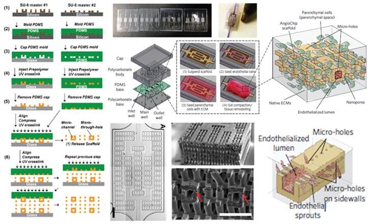 AngioChip, an vascular tissue scaffold chip, solves the big problem of artificial organs