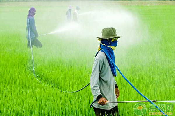 åœ°è›†æ€Žä¹ˆæ²»ï¼Ÿåœ°è›†çš„å±å®³ç‰¹ç‚¹åŠæœ€æ–°é˜²æ²»æ–¹æ³•