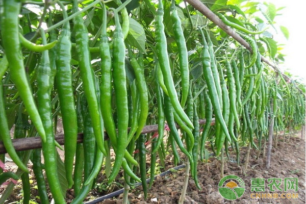 è¾£æ¤’é«˜æ•ˆé«˜äº§ç§æ¤ç®¡ç†æŠ€æœ¯