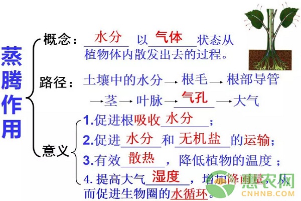 3æœˆä»½èŠ±èœæ°´è‚¥ç®¡ç†è¦ç‚¹