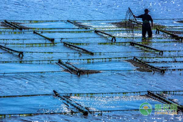 æˆ‘å›½ç´«èœäº§å“è´¨é‡å®‰å…¨é—®é¢˜ä¸Žåˆ†æž