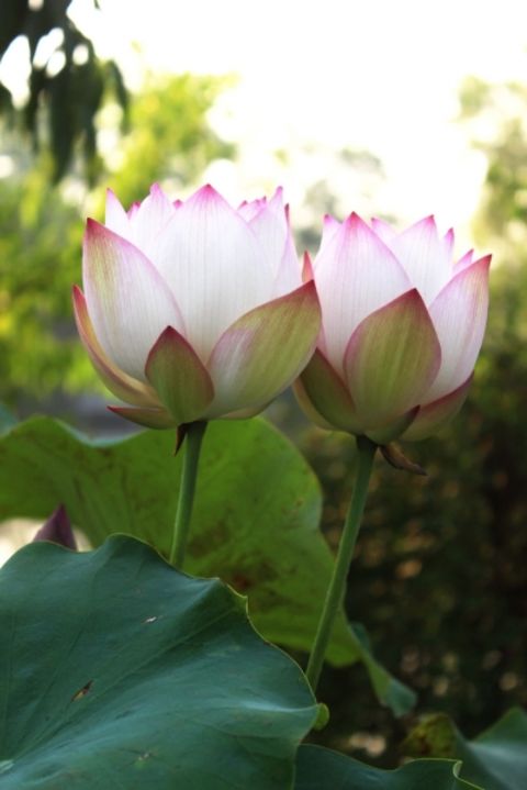 Lotus sister