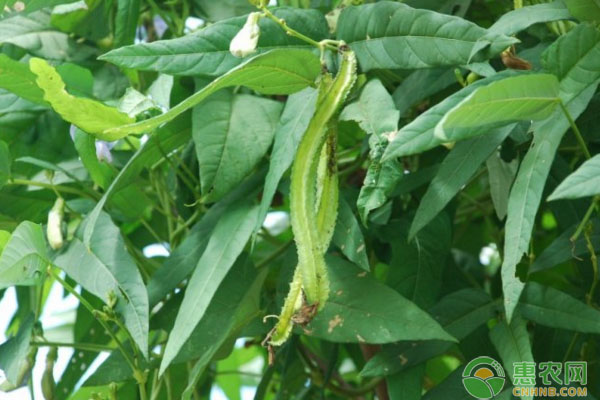 ç‰¹ç§è”¬èœå››æ£±è±†æ ½åŸ¹æŠ€æœ¯ä¸Žç”°é—´ç®¡ç†è¦ç‚¹