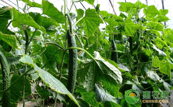 Cucumber malformation symptoms and causes